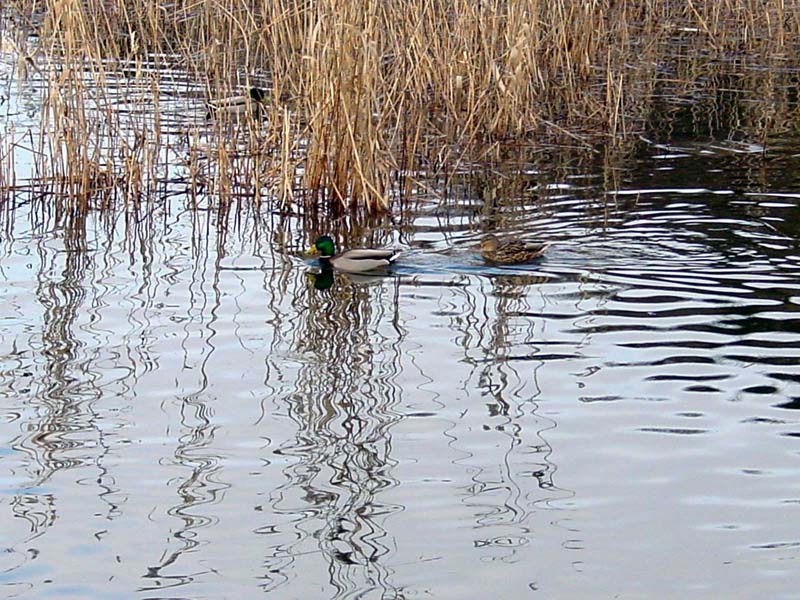 �����̓����[�h�p�[�N