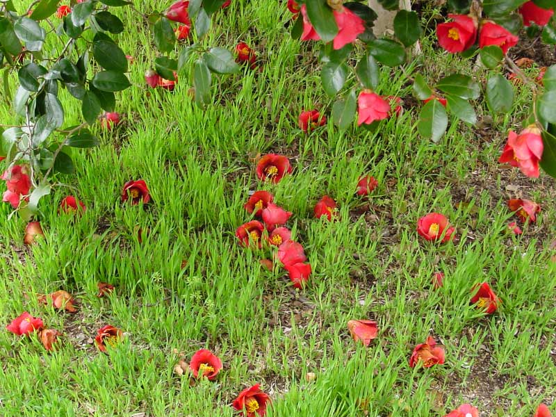 ��o���@���̒r