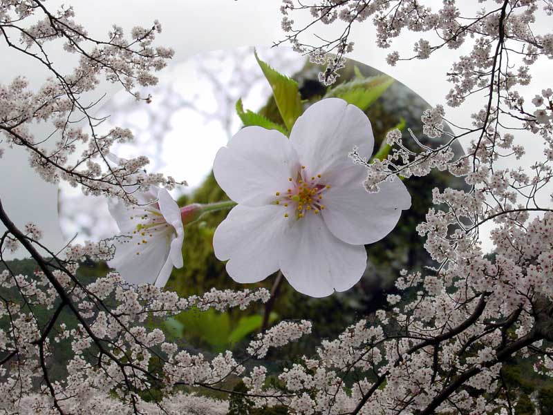 ��o���@���̒r