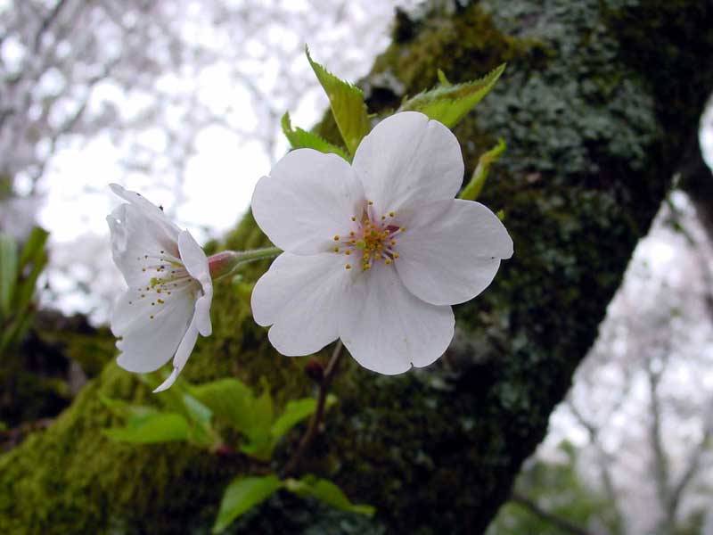 ��o���@���̒r