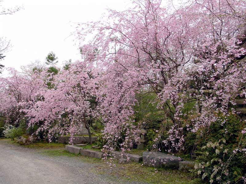 ���쓡�E�q�傳��̍�4411