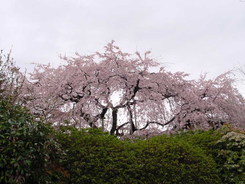 ��@���肳���̂�����