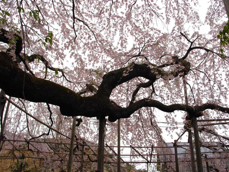 ��@���肳���̂�����