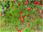 ���̒r�c�o�L