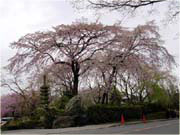 ���쓡�E�q�傳��̍�
