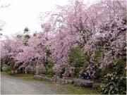 ���쓡�E�q�傳��̍�
