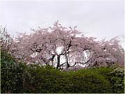 ��@���肳���̂�����