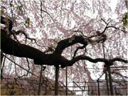 ��@���肳���̂�����