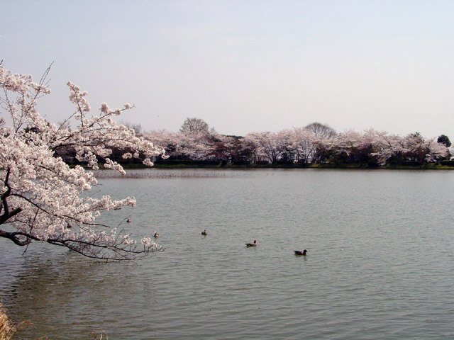 ��o���@���̒r