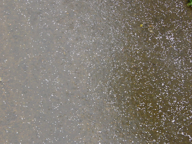 �J�́u�V�_�얜�����v