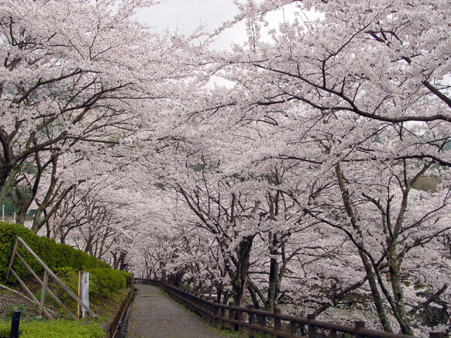 �T���E���J��