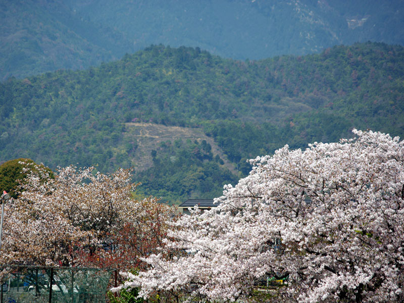 �����䶗��R�́u�����`�v